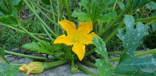 Close-up of yellow flowering plant