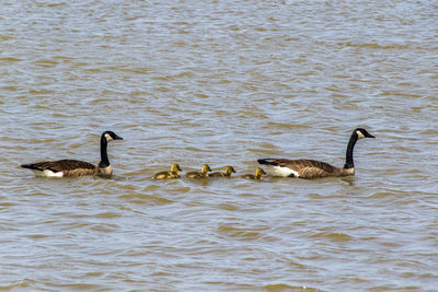 Ducks in a lake