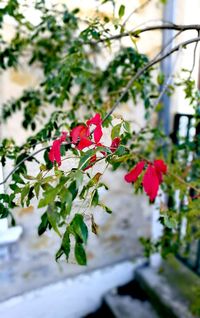 Close-up of red flowers