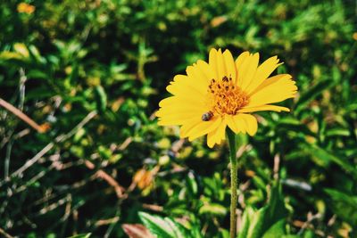 Close-up of yellow flower