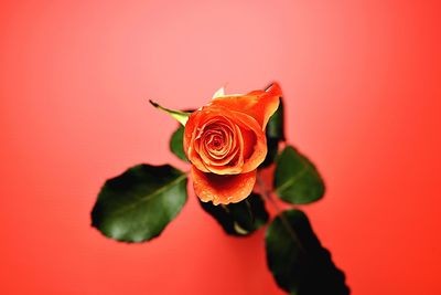 Close-up of rose against red background