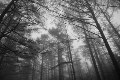 Low angle view of trees in forest