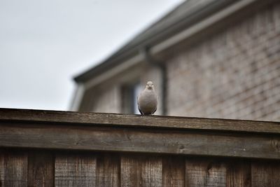 Picture of bird staring at camera