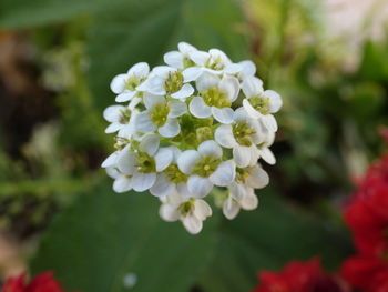 Close-up of white flowering plant