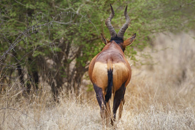 Rear view of antelope walking on grassy field
