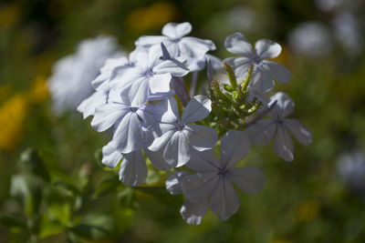 Close-up of pink flowers