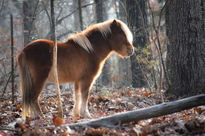 View of a dog standing on field