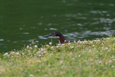 Head of a green heron peeking out on the shore by a pond