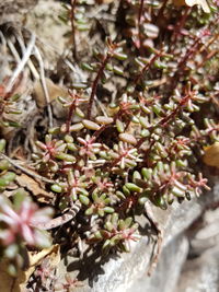 Close-up of plants