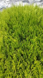 Full frame shot of plants