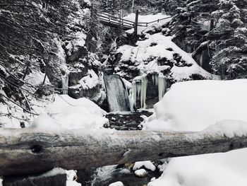 Frozen trees during winter