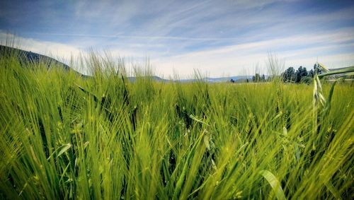 Close-up of wheat field against sky