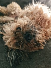 Close-up portrait of a dog