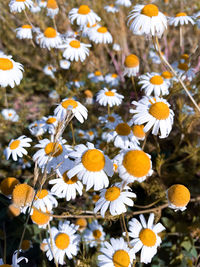 Close-up of white daisy flowers