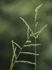 Close-up of plant growing on field