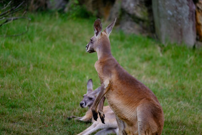 Close-up of deer on field