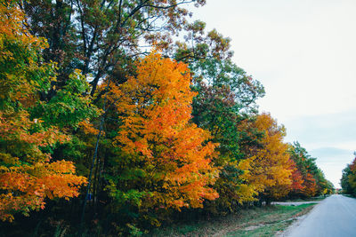 Road passing through autumn trees