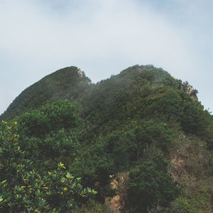Low angle view of trees against sky
