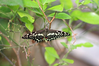 Close-up of butterfly on leaf