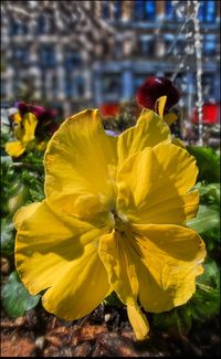 Close-up of yellow flower in city