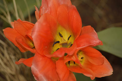 Close-up of red flower