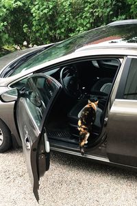 High angle view of dog on car