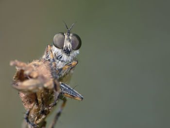 Close-up of insect on wilted plant