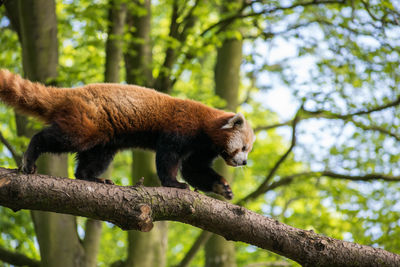 Close-up of squirrel on tree