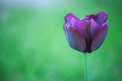 Close-up of purple flowering plant