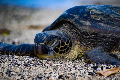 Close-up of turtle at beach