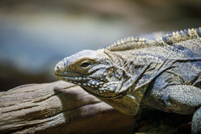 A large lizard monitor lizard crawls on a log