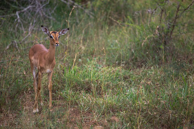 Deer standing on field