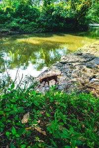 Scenic view of lake in forest