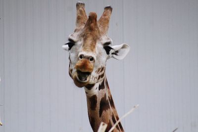 Headshot of a giraffe with a blank background 