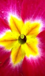 Full frame shot of multi colored yellow flower