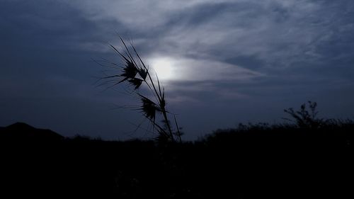 Silhouette tree against sky during sunset