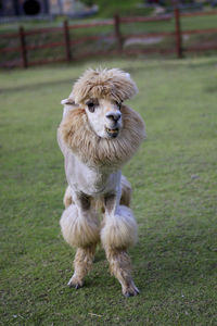 Alpaca, in the lovely zoo.