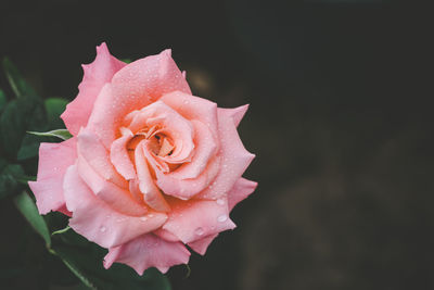 Close-up of wet pink rose