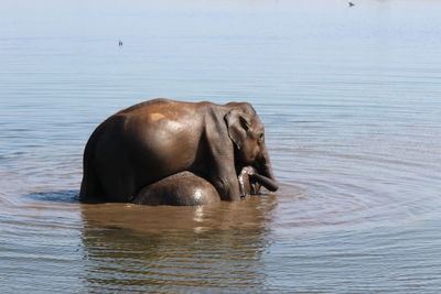 Elephant swimming in river