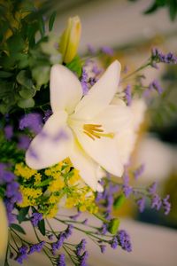 Close-up of purple flowering plant