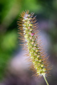 Close-up of spiked plant