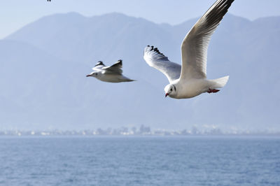 Seagulls flying over sea against sky