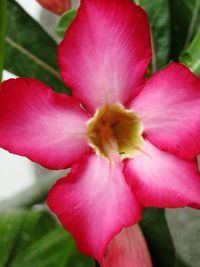 Close-up of pink flower