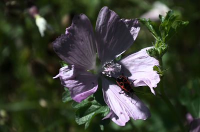 Close-up of bee pollinating on purple flower
