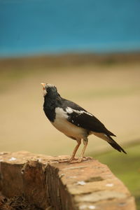 Close-up of bird perching on wooden post
