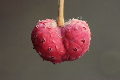 Close-up of red heart shape over black background