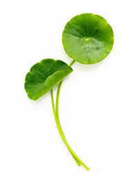 High angle view of green leaf on white background