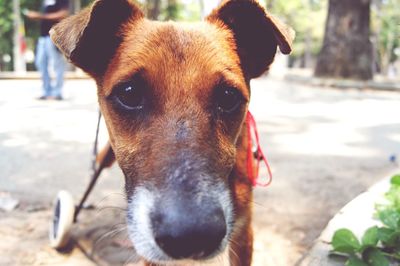 Close-up of dog