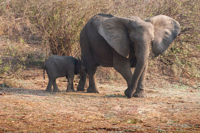 Elephant in a field