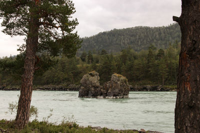 Scenic view of river amidst trees against sky